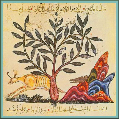 Dioscorides_astragalus_Illustration from De Materia Medica of Dioscorides Baghdad 1224